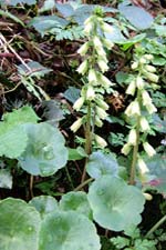 wall pennywort (carn�n caisil)