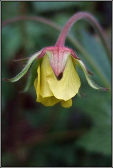 avens,hybrid