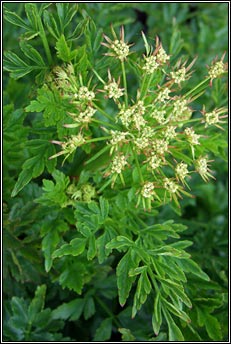 hemlock water-dropwort (tranlus braonach an chorraigh)