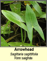 arrowhead (rinn saighde)