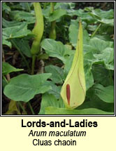 lords-and-ladies (cluas chaoin)