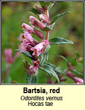 bartsia,red (hocas tae)