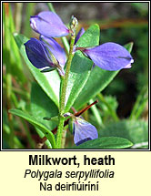 milkwort,heath (Na deifiirn)