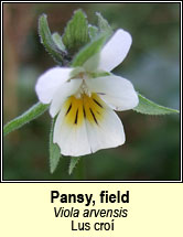 pansy,field (lus croí)