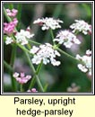 parsley, hedge-parsley,upright (fionnas f�il)