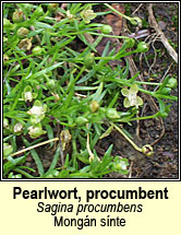 pearlwort,procumbent (mongán sínte)