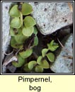 pimpernel,bog (falcaire corraigh)