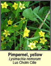 pimpernel,yellow (lus cholm cille)