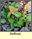 selfheal (du�n ceannchosach)