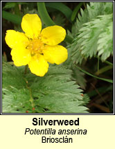 silverweed (brioscln)