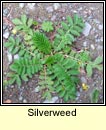 silverweed (brioscl�n)