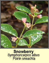 snowberry (póirín sneachta)