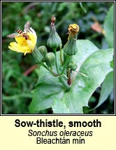 sow-thistle,smooth (bleachtán mín)