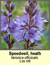 speedwell,heath (lus cré)