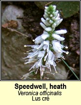 speedwell,heath (lus cré)