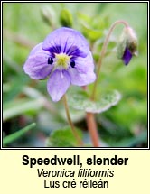 speedwell,slender (lus cré réileán)