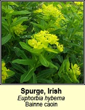 spurge,irish (bainne caoin)