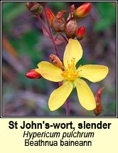 st johns-wort,slender (beathnua baineann)