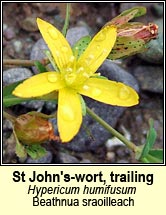 st johns-wort,trailing (beathnua sraoilleach)