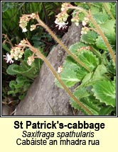 st patricks cabbage (Cabáiste an mhadra rua)