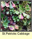st patricks cabbage (Cab�iste an mhadra rua)