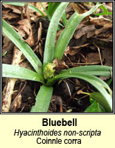 bluebell (coinnle corra)
