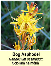 bog_asphodel (sciollam na mon)