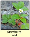 strawberry,wild (sú talún fhiáin)