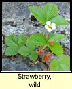 strawberry,wild (s� tal�n fhi�in)