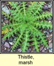 thistle,marsh (feochad�n corraigh)