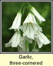 garlic,three-cornered (creamh garraí)