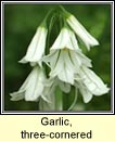 garlic,three-cornered (creamh garra�)