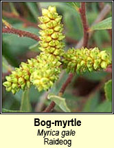 bog-myrtle (raideog)