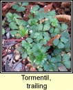 tormentil,trailing (n�alfartach shraoilleach)