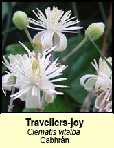 travellers-joy (gabhrán)