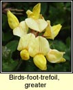 birds-foot-trefoil,greater (crobh �in corraigh)