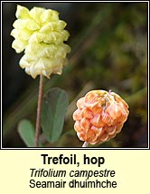 trefoil,hop (seamair dhuimhche)