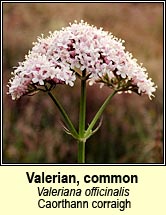 valerian,common (caorthann corraig)