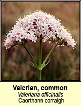 valerian (caorthann corraig)