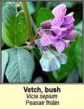 vetch,bush (peasair fhiáin)