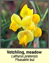 vetchling,meadow (peasairín buí)