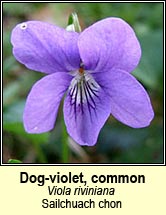 violet,common dog-violet (Sailchuach chon)