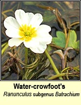 water-crowfoots (néal uisce)