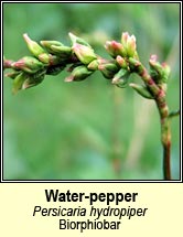 water-pepper (glúineach the)