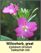 willowherb,greater (saileachn mr)