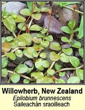 willowherb,new zealand (saileachán sraoilleach)