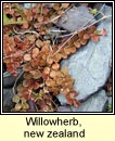 willowherb,new zealand (saileach�n sraoilleach)