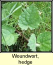 woundwort,hedge (cr�achtlus)