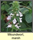woundwort,marsh (cabhsad�n)