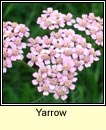 yarrow (athair thal�n)